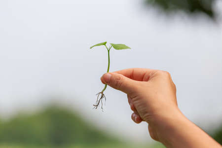 Hand catching, holding a sprout or seedling, concept of growth and prosperity.の写真素材
