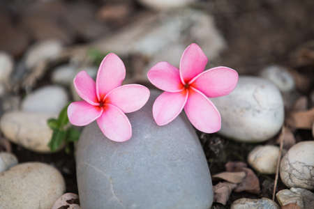 Beautiful sweet pink Plumeria flowers, blooming, concept for background texture.の写真素材