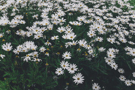 white daisies in the garden with filter effect retro vintage style