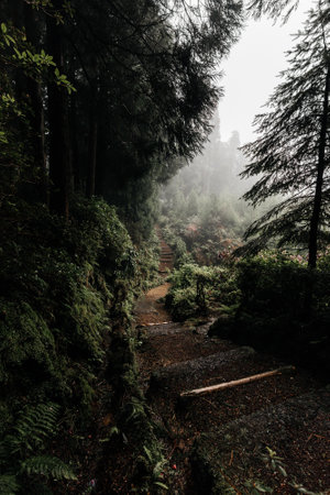 Mountain trail in the misty forest at Doi Inthanon National Park, Chiang Mai, Thailandの写真素材