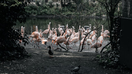Flamingo birds in the park. Black and white photo.
