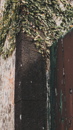 green ivy on the wall of an old house in a cityの写真素材