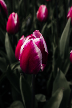 Tulip. Beautiful bouquet of tulips. colorful tulips. tulips in spring, colorful tulipの写真素材