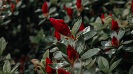 Rhododendron bush with red flowers in the garden.の写真素材