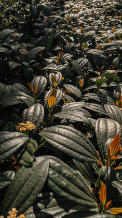 Flower garden in Chiang Rai, Thailand. Floral background.の写真素材