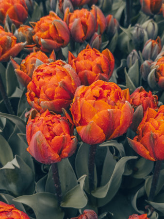 Colorful tulip flowers blooming in the garden - Vintage Filter