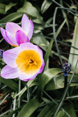 Beautiful crocus flowers in the garden. Select focus.の写真素材