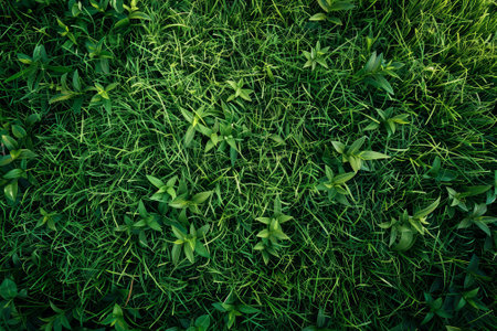 A lush green field with many plants and grass. The image has a peaceful and calming moodの素材