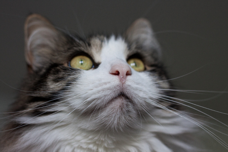 Cat's waterdropの写真素材