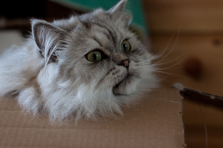 Chillout catの写真素材