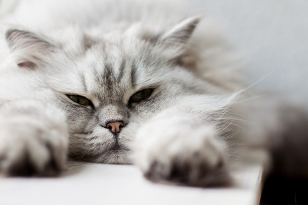 Relaxing Catの写真素材