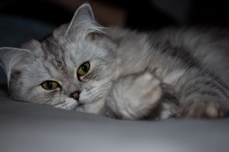 What do you want?の写真素材
