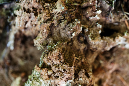 tree stumpの写真素材