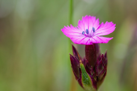 Flowerの写真素材