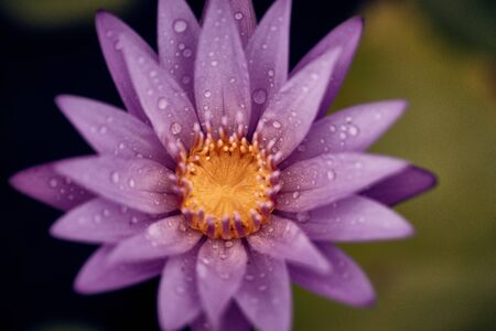 Water lilyの写真素材