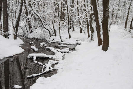 Little river in winter forestの写真素材