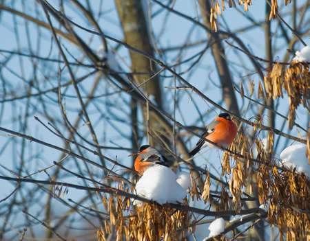 Two bullfinches on the treeの写真素材