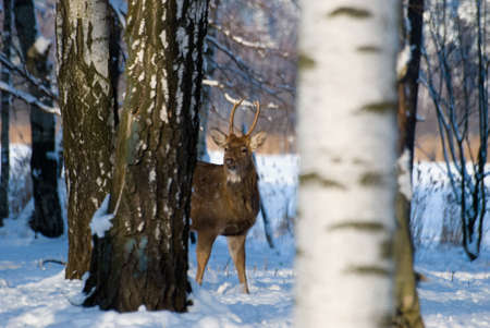 Young deerの写真素材