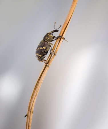 Alone bugの写真素材