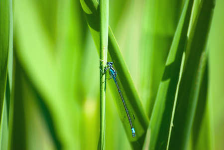 dragonfly on grass backgroundの写真素材