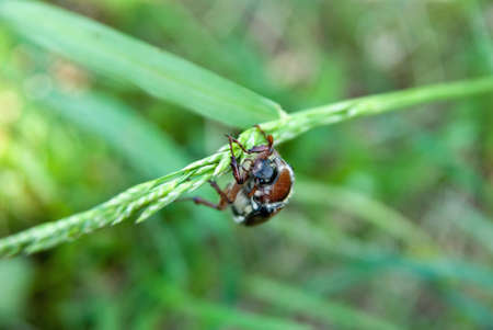 sight on may-bug headの写真素材