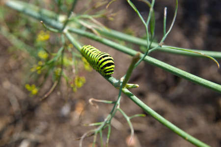 caterpillar on branchの写真素材