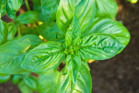Branch of green basilic on groundの写真素材