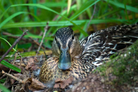 Duck on grassの写真素材