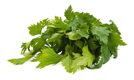 beam is the celery on white backgroundの写真素材