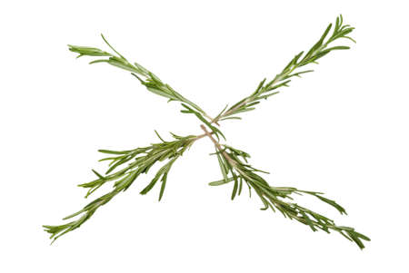 Branch of rosemary lie by four raysの写真素材