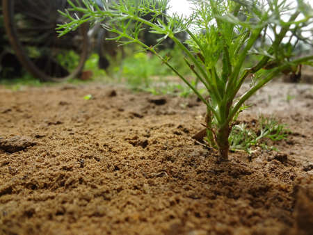 Sapling.の写真素材