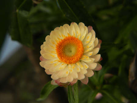 flowersの写真素材