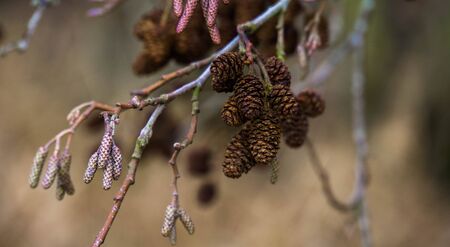 willowの写真素材