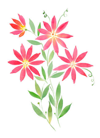 watercolor illustration, curly red flowers clematis. Illustration for printing oの写真素材