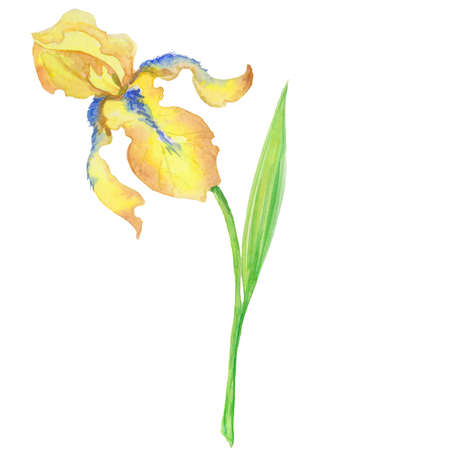 yellow iris, watercolor hand painted illustration a bouquet of flower with leaves