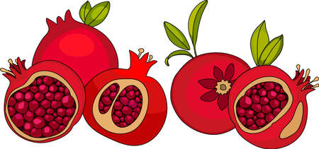 Red pomegranate. Cutting pomegranate.  ripe pomegranate fruit whith leaf vector illustration. Isolated white backgroundのイラスト素材