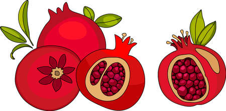 Red pomegranate. Cutting pomegranate.  ripe pomegranate fruit whith leaf vector illustration. Isolated white backgroundのイラスト素材