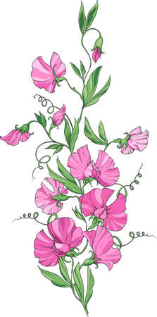 A bouquet of sweet peas with pink flowers on a white background, flowers, bouquets and leaves.のイラスト素材