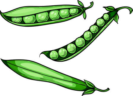green sweet peas, whole pod and peas, vector hand drawn sketchのイラスト素材