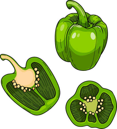 Sweet Paprika pepper, Whole and halved green bell pepper, hand drawn illustration.のイラスト素材