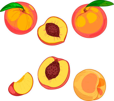 Peach, whole fruit and slices, hand drawn illustrationのイラスト素材