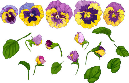 set elements, pansy viola, yellow and purple flowers green leaves. Vector illustrationのイラスト素材