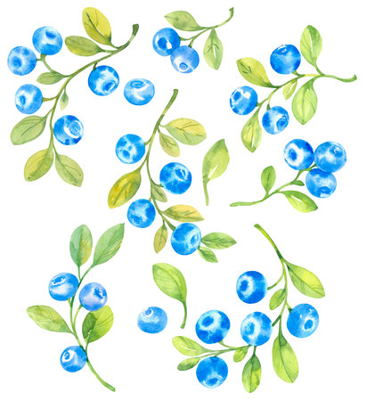 Blueberries, watercolor hand drawn illustration sketch style. twigs, berries and leaves on an isolated white background.のイラスト素材