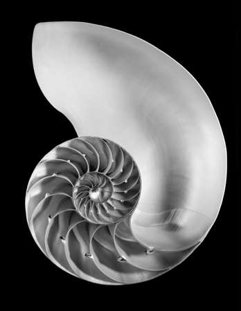 Half chambered nautilusの写真素材