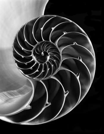 Close up of nautilus shellの写真素材