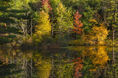 Autumn tree reflectionの写真素材