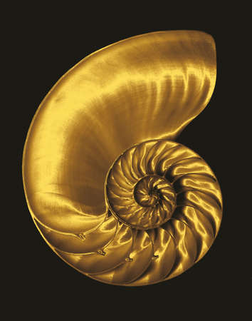 Gold chambered nautilus on blackの写真素材