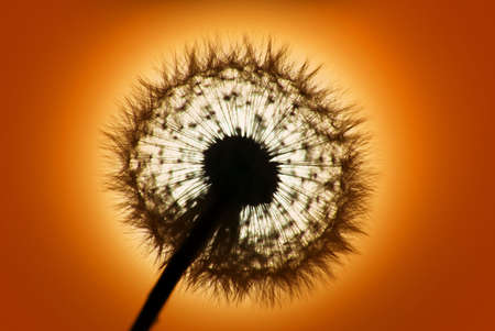 Dandelion shot into golden setting sunの写真素材