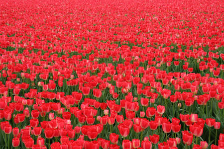 Field of endless tulips in Holland on a cloudy dayの写真素材