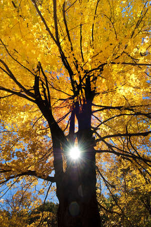 Golden maple tree back lit by sunの写真素材